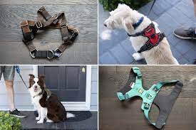 Exactly what the Custom dog harness Is Focused On