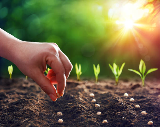 Is Seed Probiotics Valuable To Health? Get Tips Here