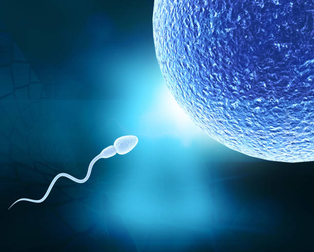 Natural Home Remedies To increase sperm count in men