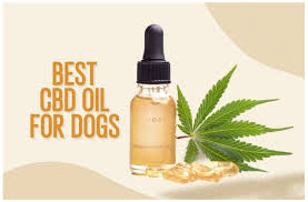 Exploring the best CBD as an Effective Treatment Option For Your Dog