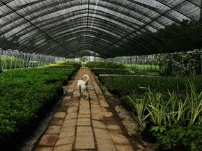 Greenhouses and Natural thumbers: A Go with Manufactured in Paradise