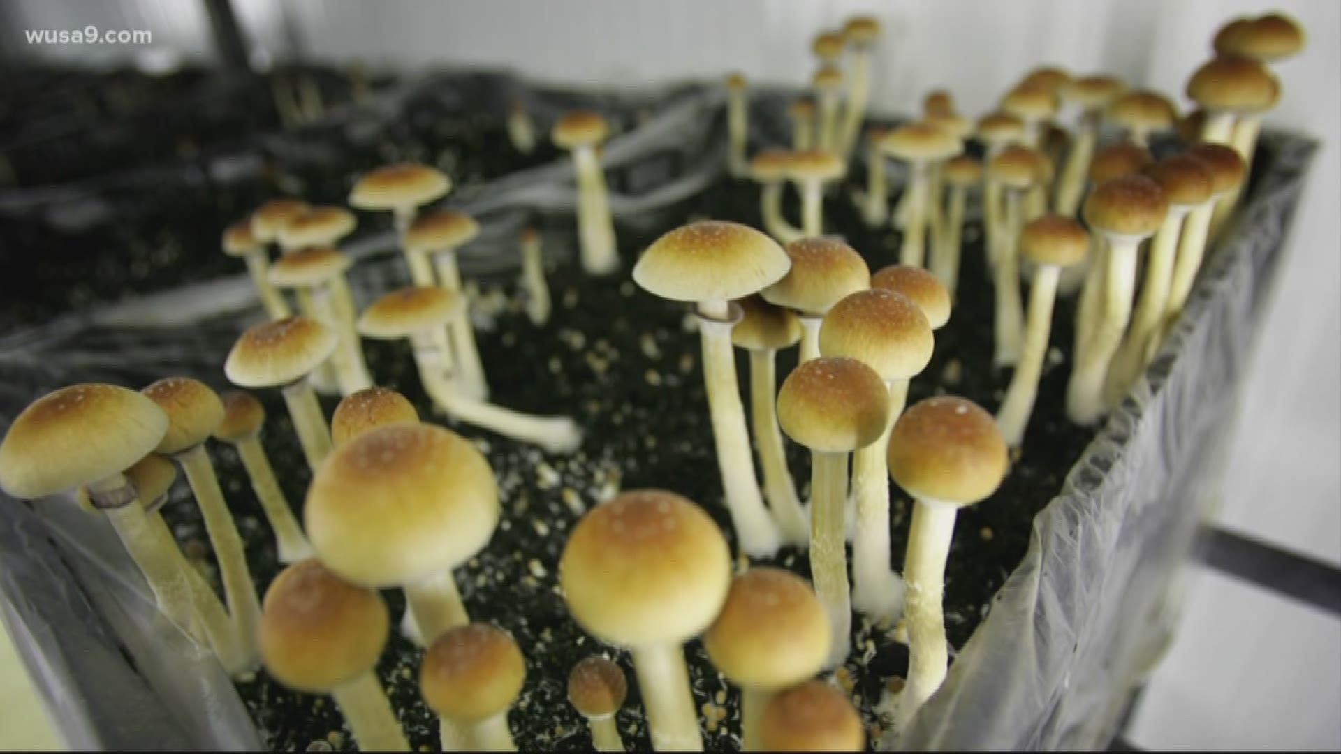 The health risks of making use of wonder mushrooms