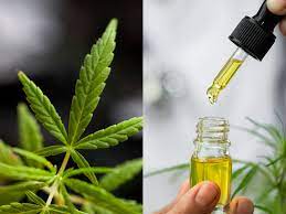 Would It Be Safe for usage Formulaswiss cbd oil Whilst Expecting a child or Nursing jobs jobs?