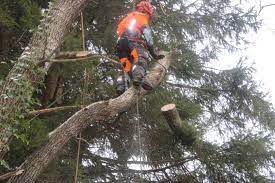 Halmstad Tree Felling Services: Protecting Your Property with Care