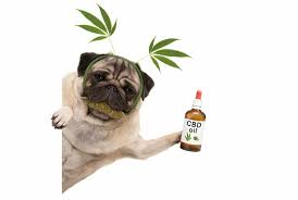 CBD Oil for Dogs: A Safe and Effective Wellness Solution