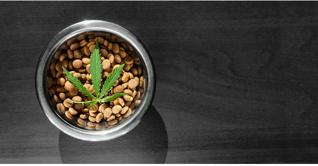 Are CBD Dog Treats Safe? Examining Side Effects and Risks