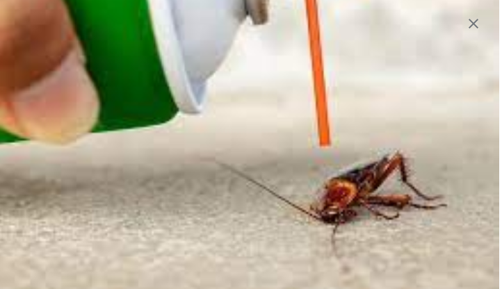 Effective Pest Control: A Necessity for Homeowners