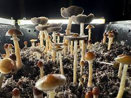 Buy Shrooms DC: Your Gateway to Transformation